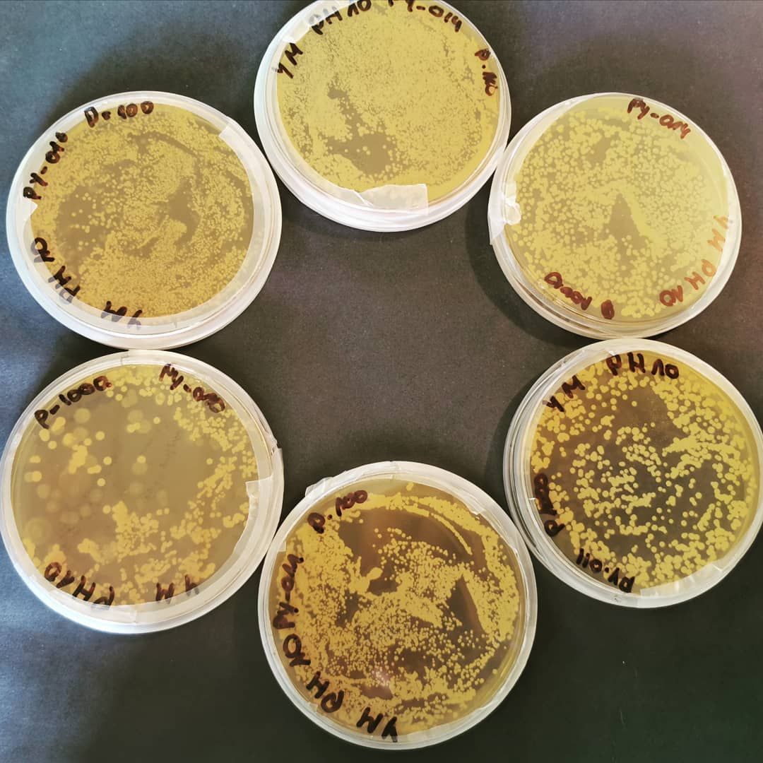 Placas de cultivo con colonias del banco de microorganismos