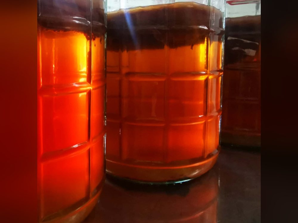 Frascos de kombucha en fermentación