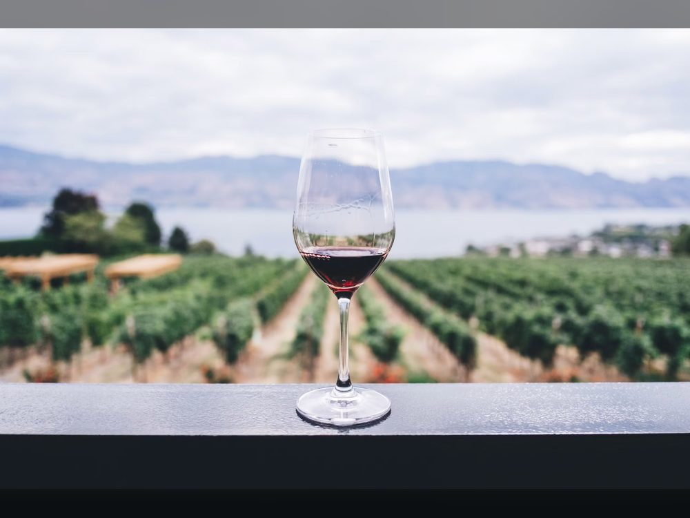 Copa de vino tinto frente a un viñedo