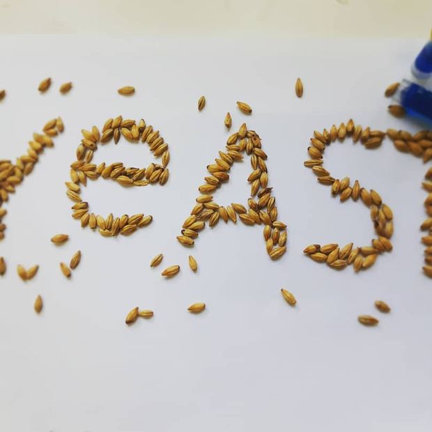 Granos de malta formando la palabra yeast