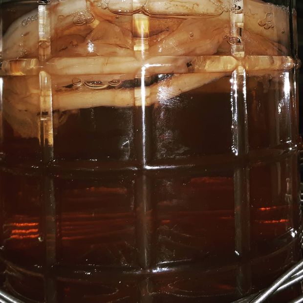 Kombucha en fermentación