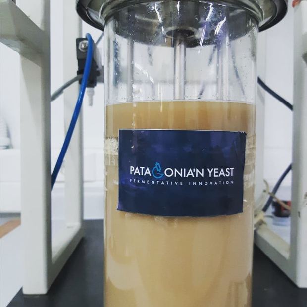 Cultivo de levadura Patagonian Yeast
