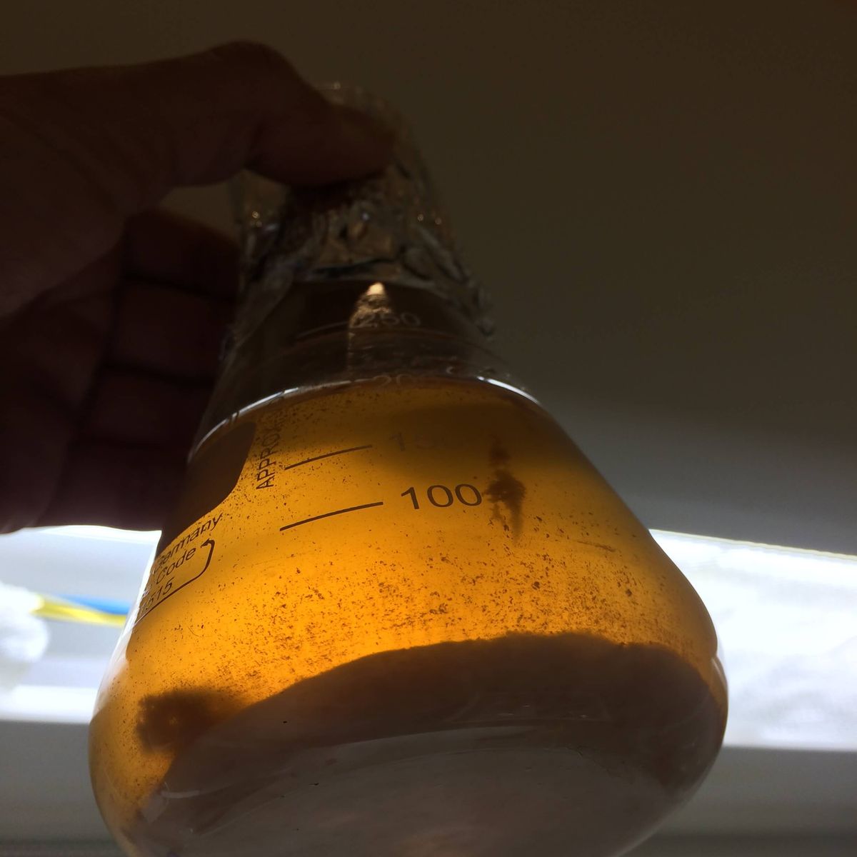 Cultivo de levaduras en matraz
