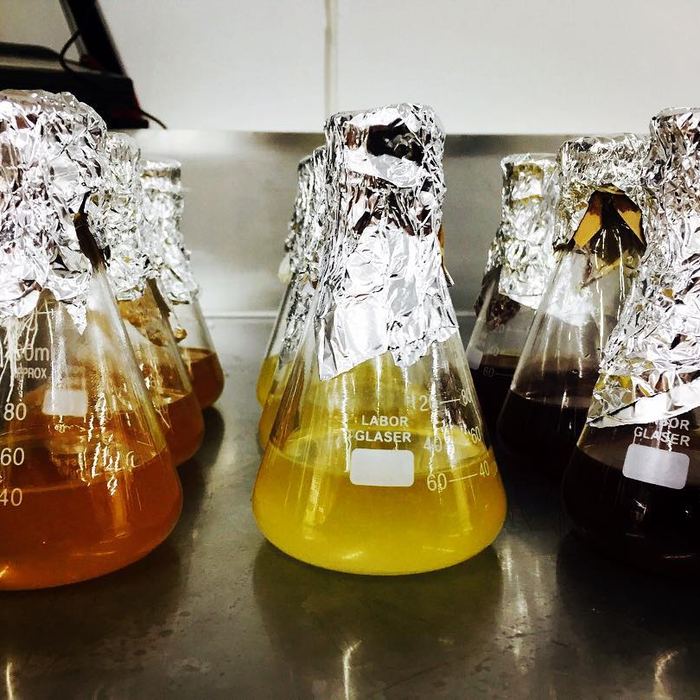 Cultivos en matraces en el laboratorio