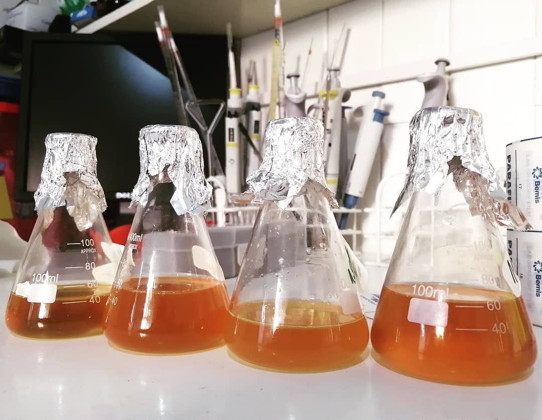 Cultivos en matraces en el laboratorio